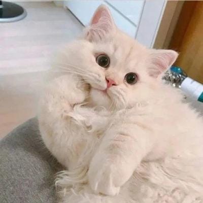 Oei Tjie profile picture